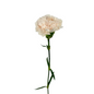 Carnation Blush (25 stem bunch)