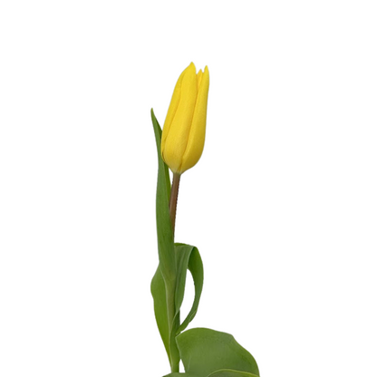 Tulip Yellow (10 stem bunch)