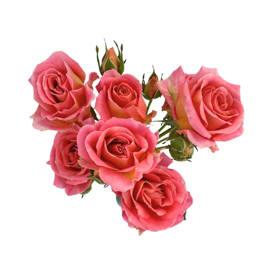 SPRAY ROSE ANDREA FOLIES (10 STEM BUNCH)