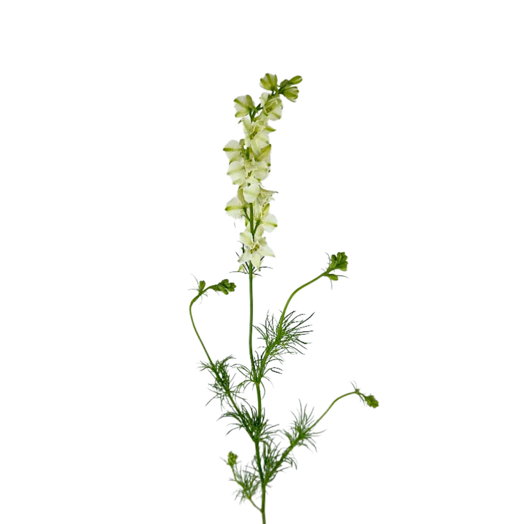 Larkspur White (10 stems)