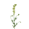 Larkspur White (10 stems)