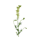 Larkspur White (10 stems)
