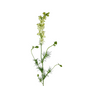 Larkspur White (10 stem bunch)