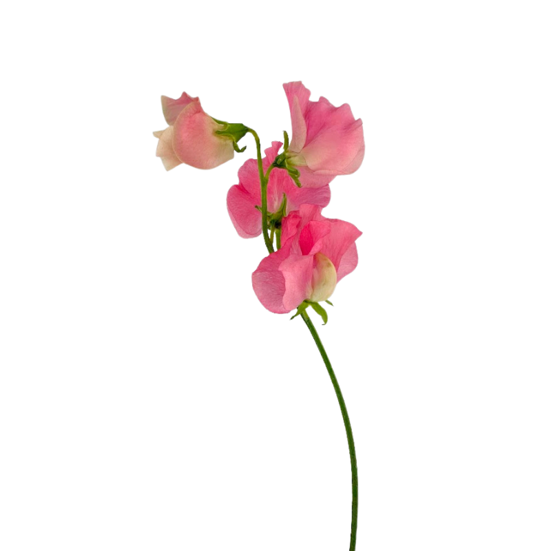 Sweet Pea Pink (10 Stems)
