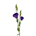 Lisianthus Brillianthus Purple (7 stems)