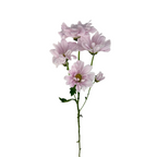 Pompom Daisy Light Pink (7 stems)