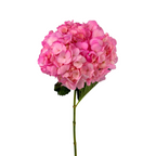 Hydrangea Tinted Pink