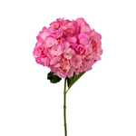 Hydrangea Tinted Pink