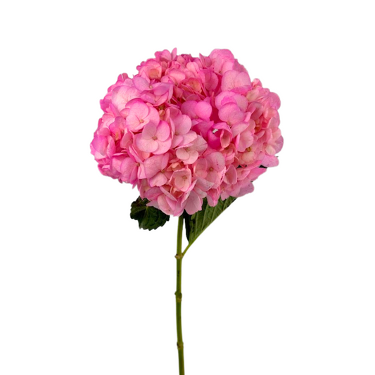 Hydrangea Tinted Pink