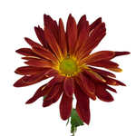 Chrysanthemum Disbud Red Morgan