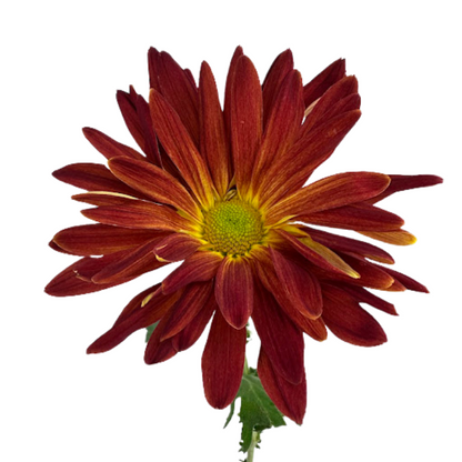 Chrysanthemum Disbud Red Morgan (10 stem bunch)