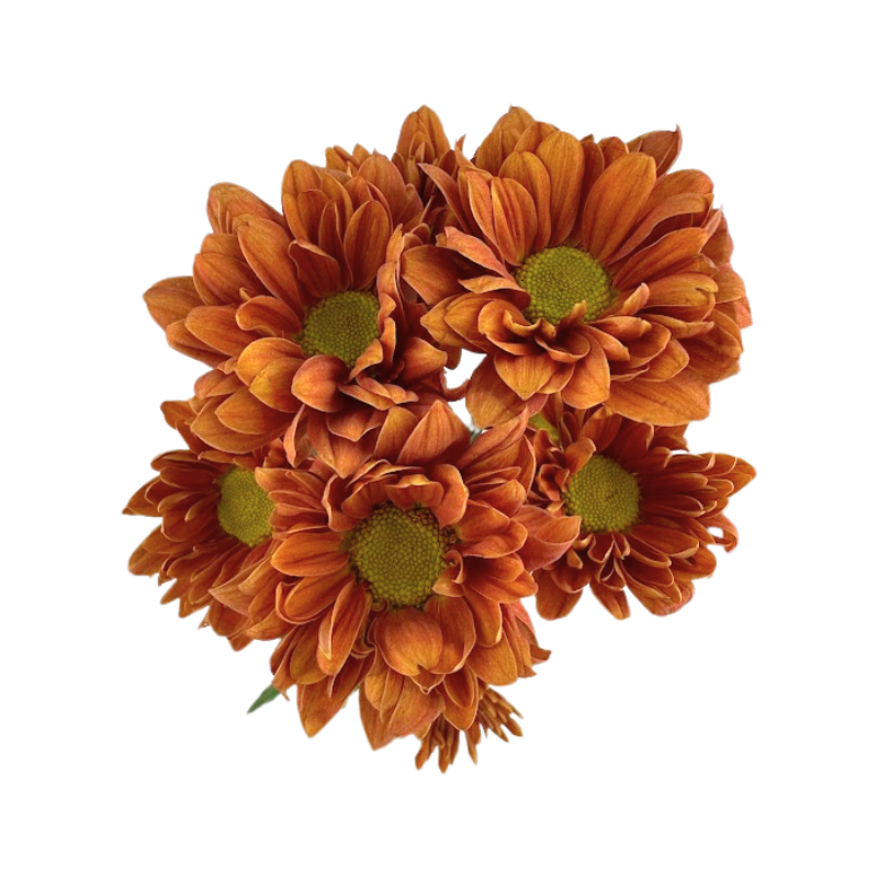 Pompom Daisy Bronze Ribbon