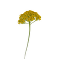 Yarrow Yellow (10 Stems)