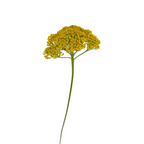 Yarrow Yellow (10 Stems)