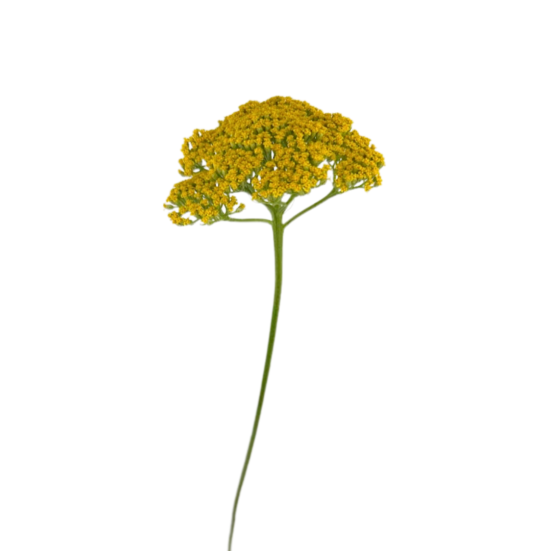 Yarrow Yellow (10 Stems)