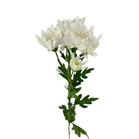Pompom Cushion White (7 stems)
