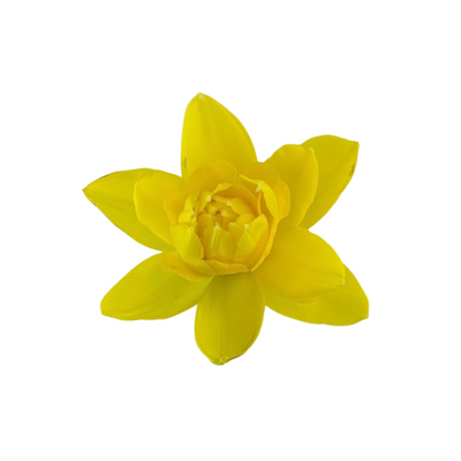 Daffodil Yellow Double (10 stem bunch)