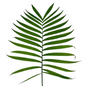 EMERALD PALM (10 STEM BUNCH)