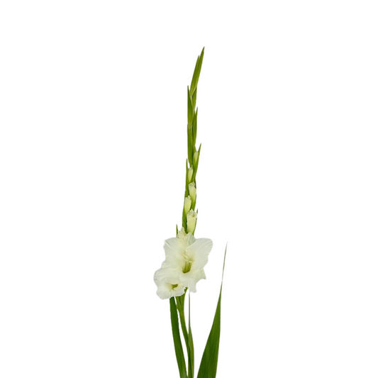 Gladiola White (10 stems)