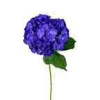 Hydrangea Tinted Purple