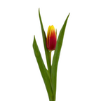 Tulips Orange Bicolor