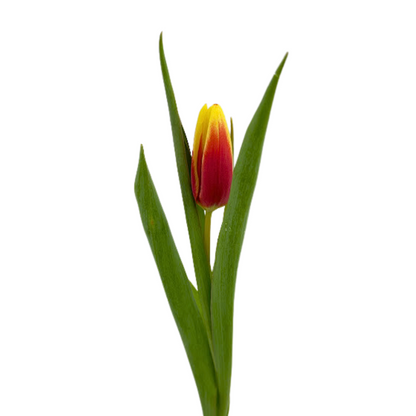 Tulip Bicolor Orange (10 stem bunch)