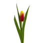 Tulip Bicolor Orange (10 stem bunch)