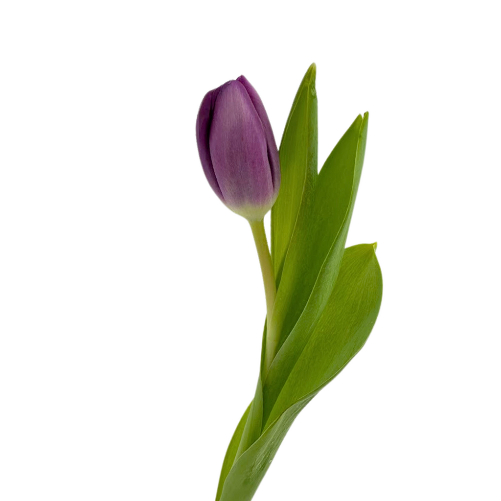 Tulips Purple (10 stems)