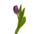 Tulips Purple (10 stems)