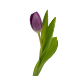 Tulips Purple (10 stems)