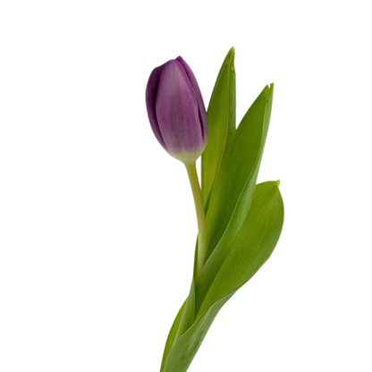 Tulip Purple (10 stem bunch)