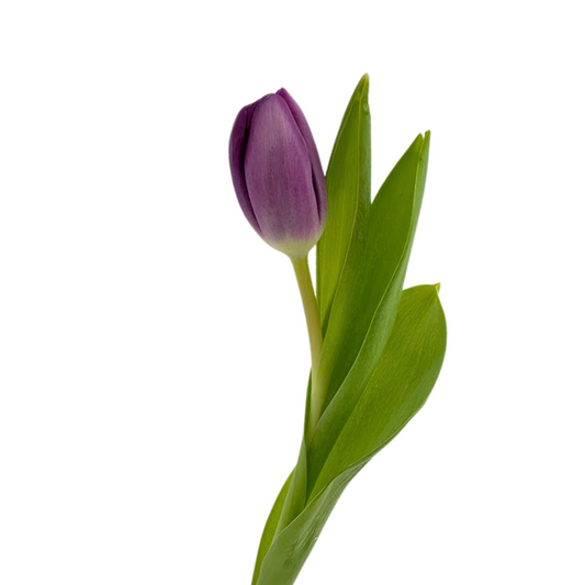 Tulips Purple (10 stems)