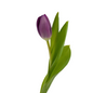 Tulip Purple (10 stem bunch)