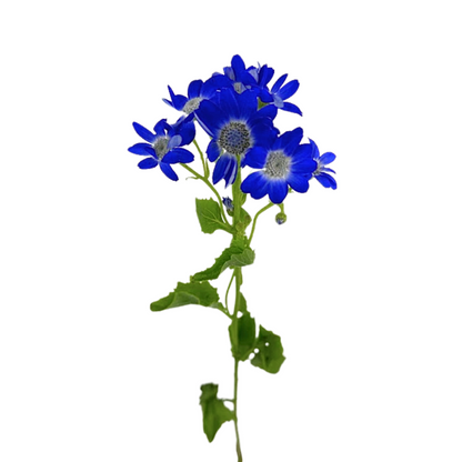 Pericallis Blue (10 stem bunch)