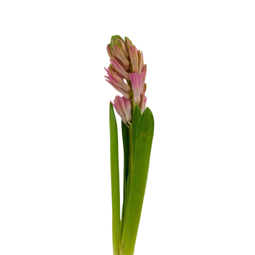 Hyacinth Pink (5 Stems)