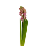 Hyacinth Pink (5 Stems)