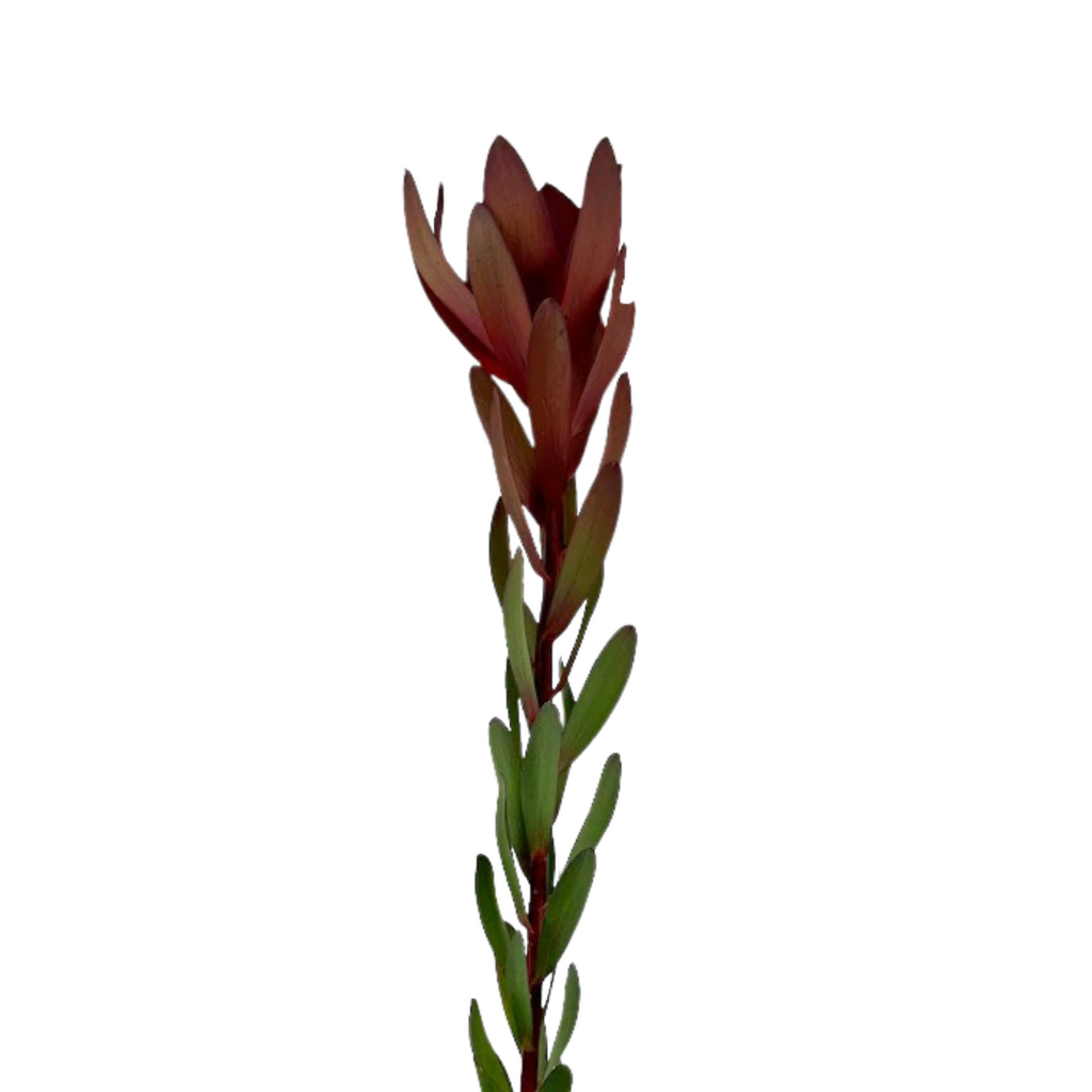 Leucadendron Burgundy (10 Stems)