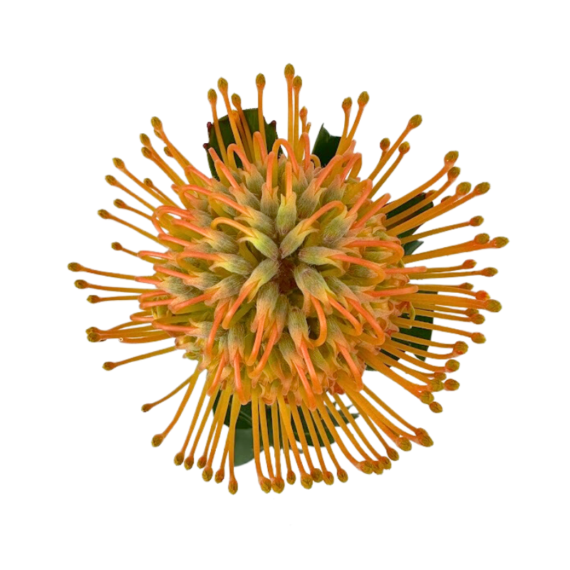 Pincushion Protea Orange (10 Stem)