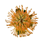 Pincushion Protea Orange (10 Stem)