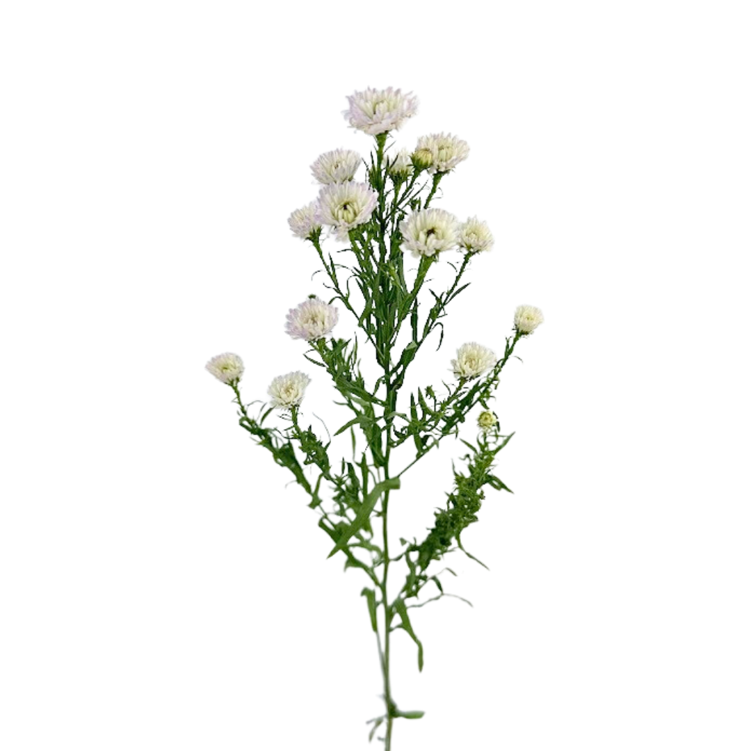 Aster Obelix White