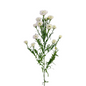 Aster Obelix White (7 stem bunch)