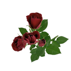 Spray Rose Burgundy (10 stems)