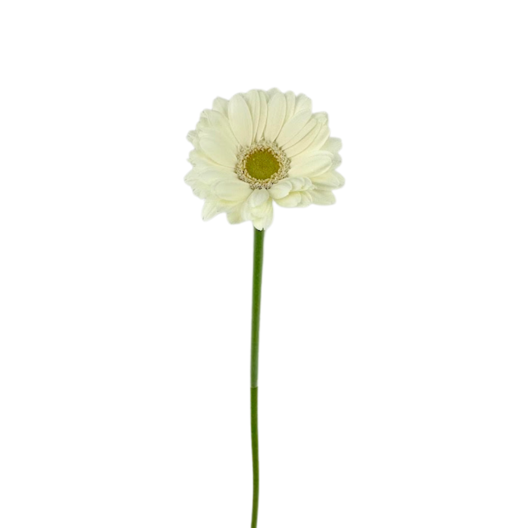 MINI GERBERA WHITE (10 STEM BUNCH)