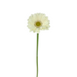 MINI GERBERA WHITE (10 STEM BUNCH)