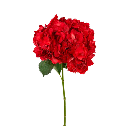 Hydrangea Tinted Red