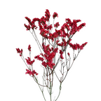 Limonium Tinted Red