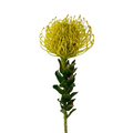 Pincushion Protea Yellow (10 Stem)