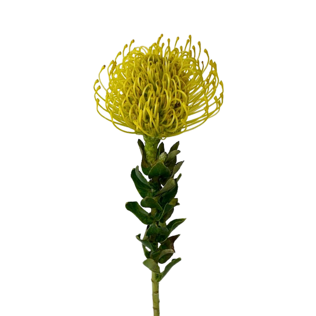 Pincushion Protea Yellow (10 Stem)