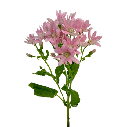Pericallis Pink (10 stem bunch)