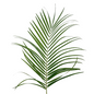 Robellini Palm (10 stem bunch)